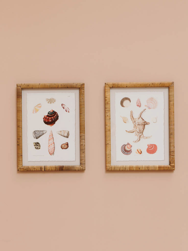 Lámina Enmarcada Conchas - #pino_y_jacaranda#