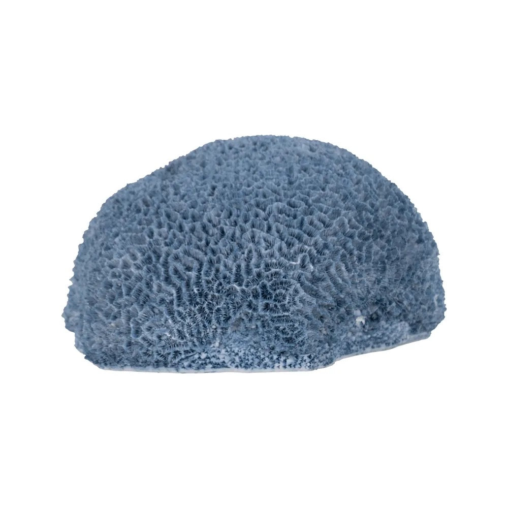 Figura Decorativa Resinada Esponja Coral Azul - #pino_y_jacaranda#