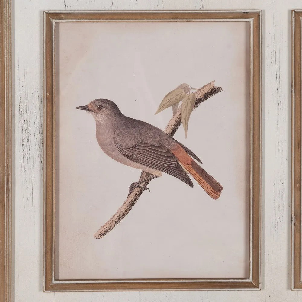 Cuadro Aves del Jardín - #pino_y_jacaranda#