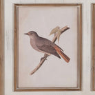 Cuadro Aves del Jardín - #pino_y_jacaranda#