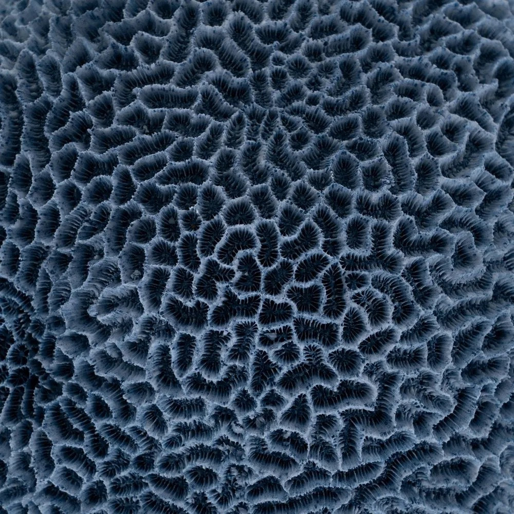 Figura Decorativa Resinada Esponja Coral Azul - #pino_y_jacaranda#