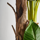 Planta artificial de hoja ancha Benimantell